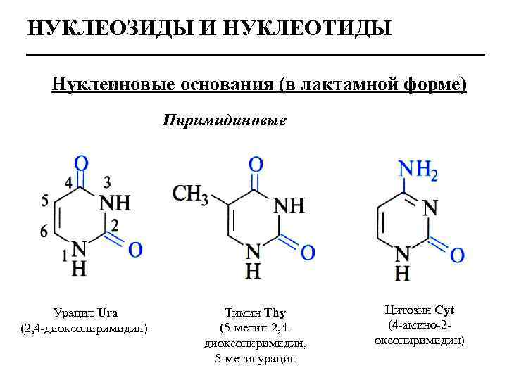 Нуклеозиды и нуклеотиды. Лактамная форма нуклеиновых оснований. Минорные пиримидиновые основания. Нуклеозиды биохимия. Строение нуклеозидов.