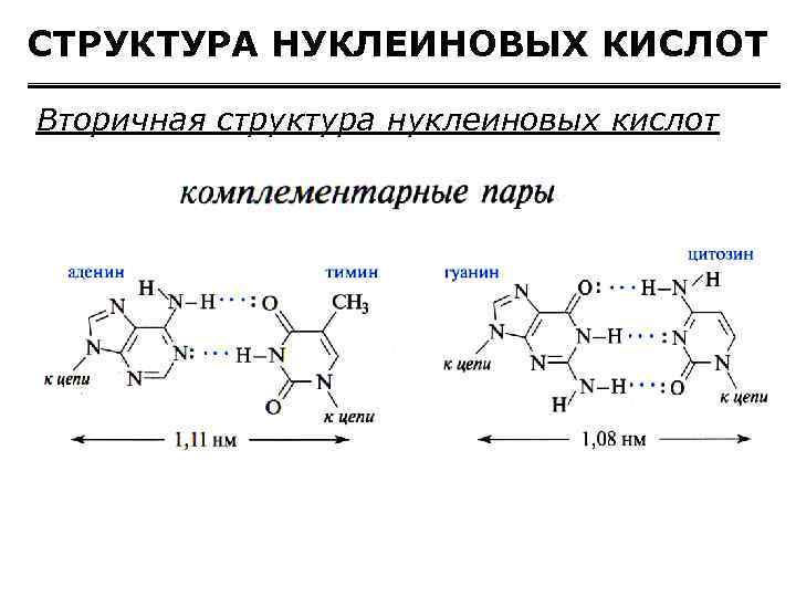 Нуклеиновые части кислоты. Структура нуклеиновых кислот формула. Состав нуклеиновых кислот формула. Нуклеиновые кислоты химия формула. Первичная структура нуклеиновых кислот формула.