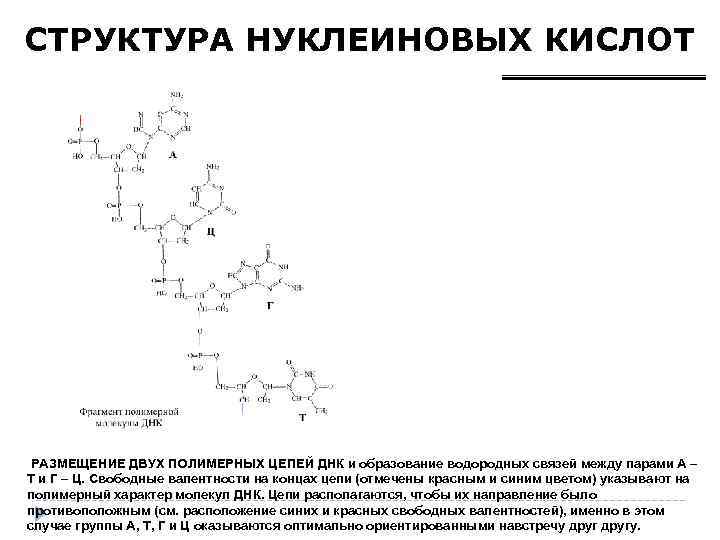 СТРУКТУРА НУКЛЕИНОВЫХ КИСЛОТ РАЗМЕЩЕНИЕ ДВУХ ПОЛИМЕРНЫХ ЦЕПЕЙ ДНК и образование водородных связей между парами
