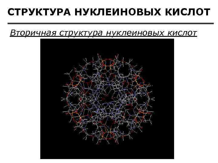 СТРУКТУРА НУКЛЕИНОВЫХ КИСЛОТ Вторичная структура нуклеиновых кислот 