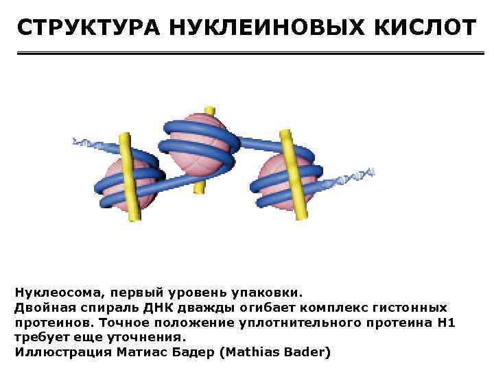 СТРУКТУРА НУКЛЕИНОВЫХ КИСЛОТ Нуклеосома, первый уровень упаковки. Двойная спираль ДНК дважды огибает комплекс гистонных