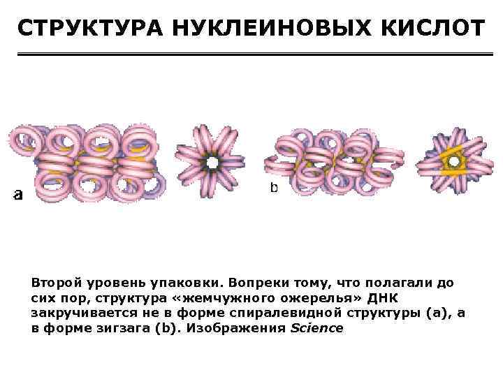 СТРУКТУРА НУКЛЕИНОВЫХ КИСЛОТ Второй уровень упаковки. Вопреки тому, что полагали до сих пор, структура