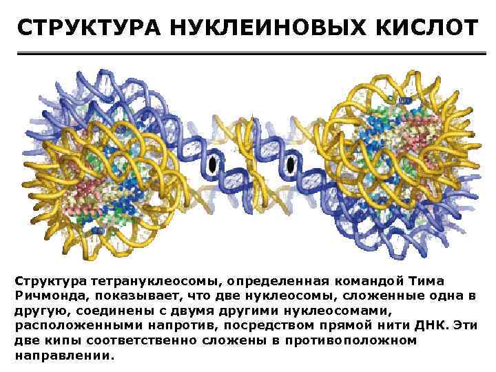 СТРУКТУРА НУКЛЕИНОВЫХ КИСЛОТ Структура тетрануклеосомы, определенная командой Тима Ричмонда, показывает, что две нуклеосомы, сложенные