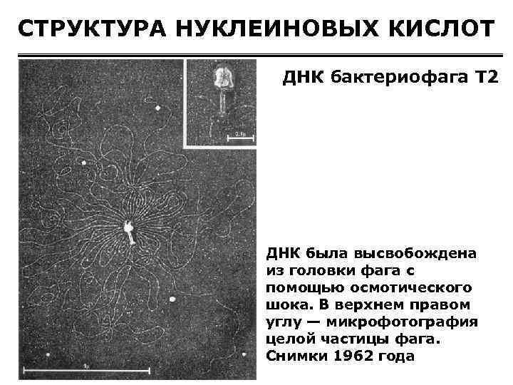 СТРУКТУРА НУКЛЕИНОВЫХ КИСЛОТ ДНК бактериофага Т 2 ДНК была высвобождена из головки фага с