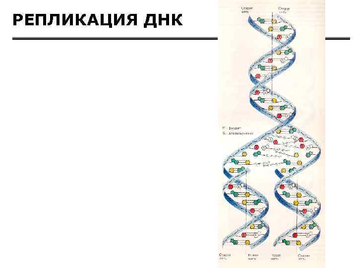 РЕПЛИКАЦИЯ ДНК 