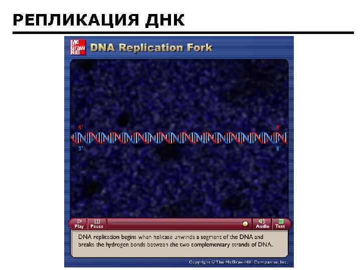 РЕПЛИКАЦИЯ ДНК 