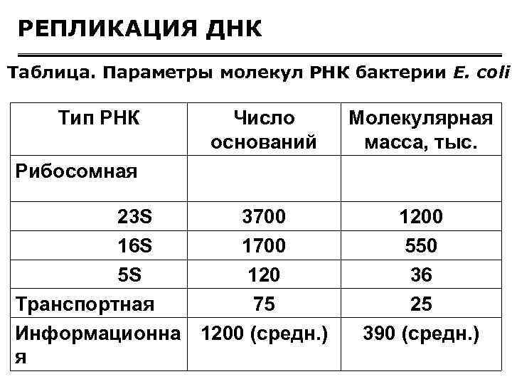 РЕПЛИКАЦИЯ ДНК Таблица. Параметры молекул РНК бактерии Е. соli Тип РНК Число оснований Молекулярная