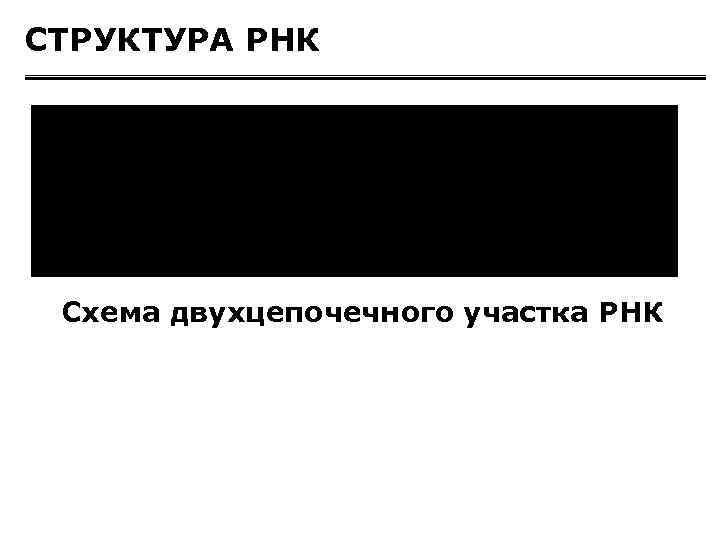 СТРУКТУРА РНК Схема двухцепочечного участка РНК 