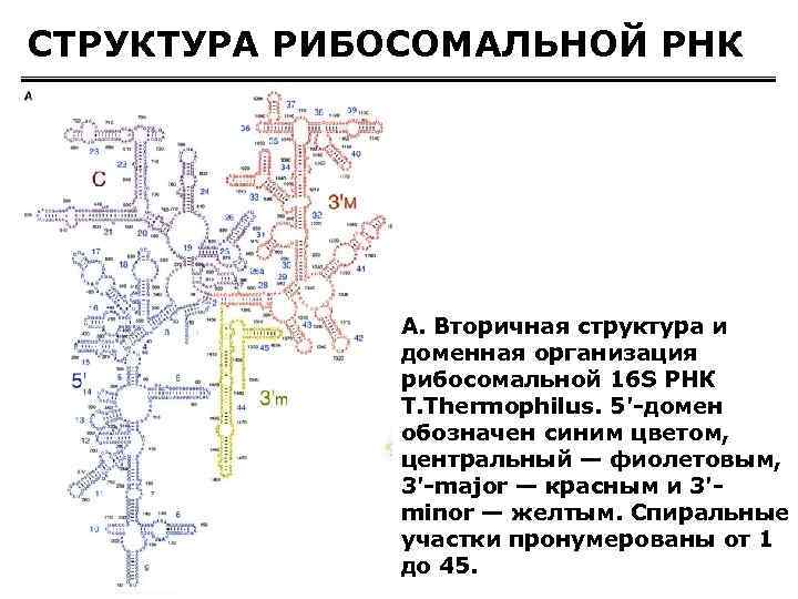 Ррнк