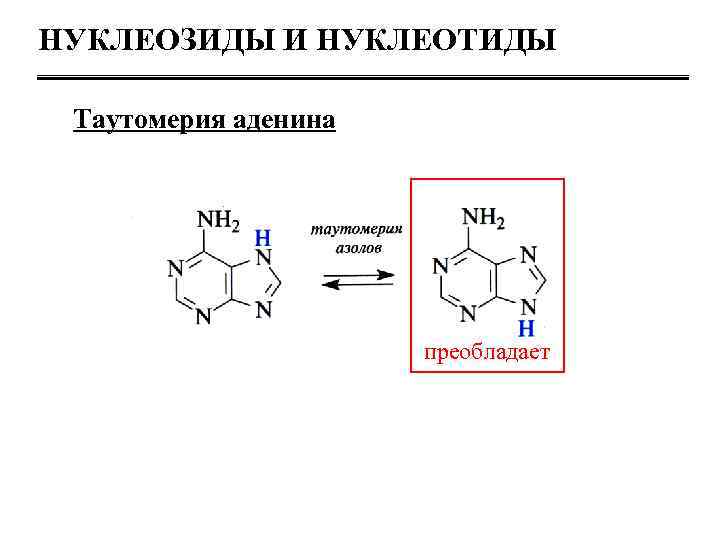 Нуклеозиды и нуклеотиды