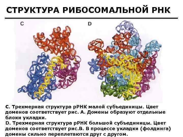 СТРУКТУРА РИБОСОМАЛЬНОЙ РНК C. Трехмерная структура р. РНК малой субъединицы. Цвет доменов соответствует рис.