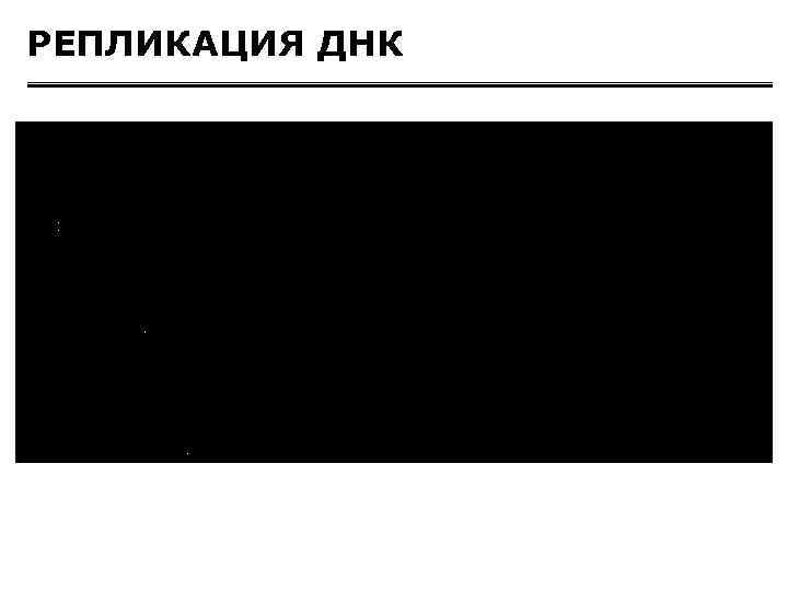 РЕПЛИКАЦИЯ ДНК 