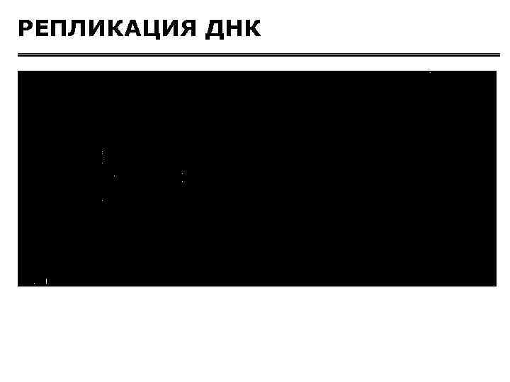 РЕПЛИКАЦИЯ ДНК 