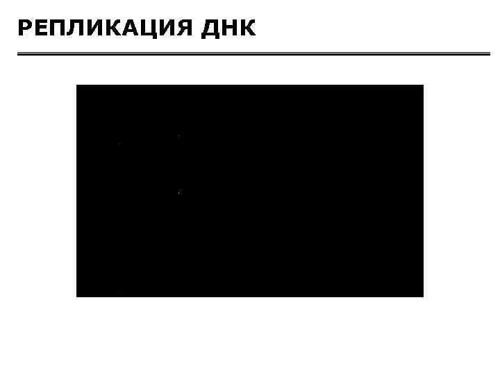 РЕПЛИКАЦИЯ ДНК 