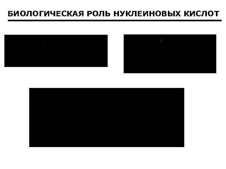 БИОЛОГИЧЕСКАЯ РОЛЬ НУКЛЕИНОВЫХ КИСЛОТ 