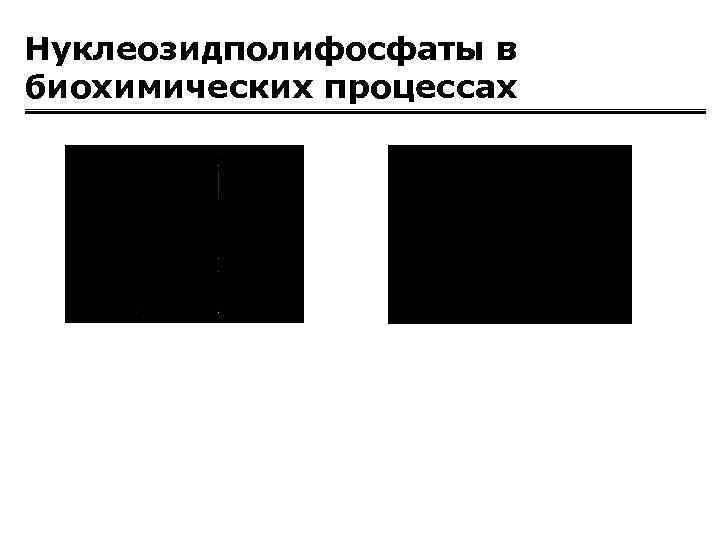 Нуклеозидполифосфаты в биохимических процессах 