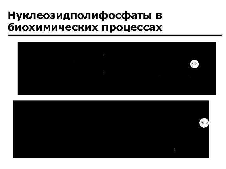 Нуклеозидполифосфаты в биохимических процессах 