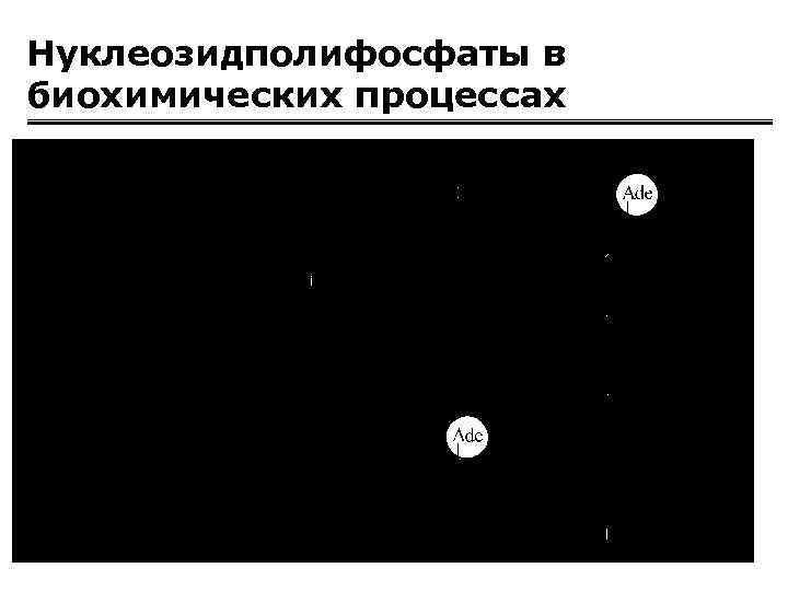 Нуклеозидполифосфаты в биохимических процессах 
