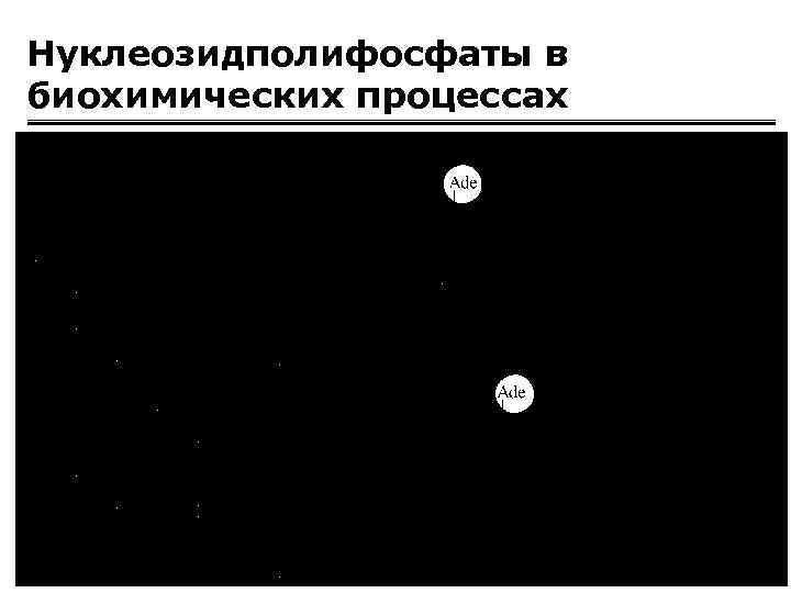 Нуклеозидполифосфаты в биохимических процессах 