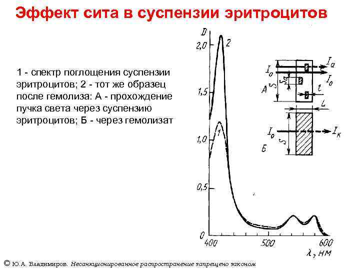 Эффект сита в суспензии эритроцитов 1 - спектр поглощения суспензии эритроцитов; 2 - тот