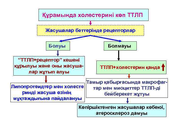 Құрамында холестерині көп ТТЛП Жасушалар беттерінде рецепторлар Болуы Болмауы “ТТЛП+рецептор” кешені құрылуы және оны