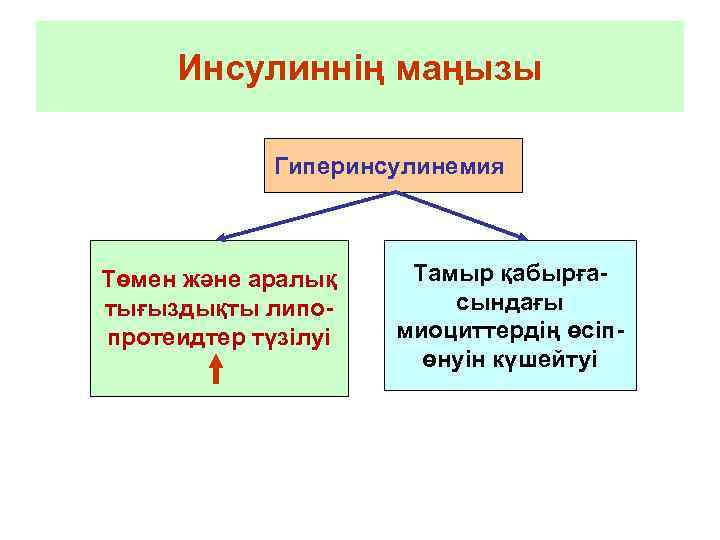 Инсулиннің маңызы Гиперинсулинемия Төмен және аралық тығыздықты липопротеидтер түзілуі Тамыр қабырғасындағы миоциттердің өсіпөнуін күшейтуі