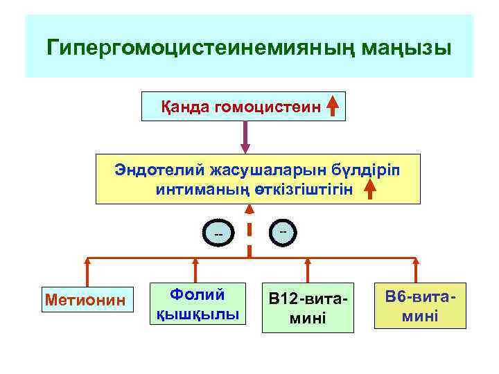 Гипергомоцистеинемияның маңызы Қанда гомоцистеин Эндотелий жасушаларын бүлдіріп интиманың өткізгіштігін -- Метионин Фолий қышқылы --