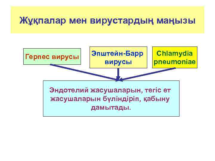 Жұқпалар мен вирустардың маңызы Герпес вирусы Эпштейн-Барр вирусы Chlamydia pneumoniae Эндотелий жасушаларын, тегіс ет