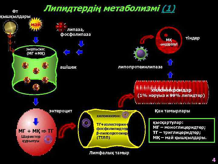 Липидтердің метаболизмі (1) Өт қышқылдары май липаза, фосфолипаза МҚ өндірілуі тіндер эмульсия: (МГ +МҚ)