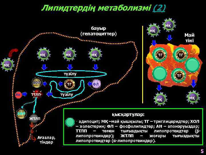 Липидтердің метаболизмі (2) бауыр (гепатоциттер) МҚ МҚ МҚ Май тіні ТГ ТГ МҚ түзілу