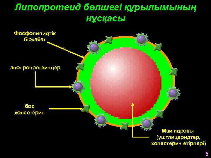 Липопротеид бөлшегі құрылымының нұсқасы Фосфолипидтік бірқабат апопропротеиндер бос холестерин Май ядросы (үшглицеридтер, холестерин әтірлері)