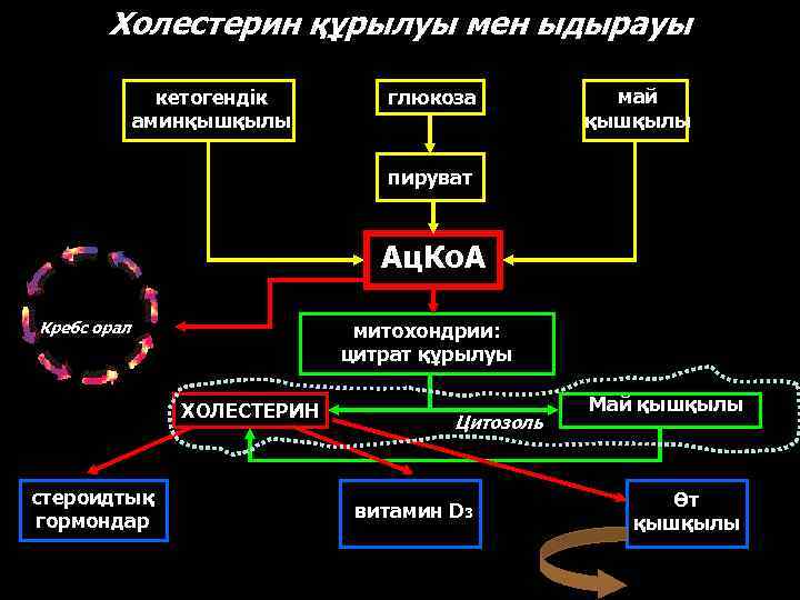 Холестерин құрылуы мен ыдырауы кетогендік аминқышқылы глюкоза май қышқылы пируват Ац. Ко. А Кребс