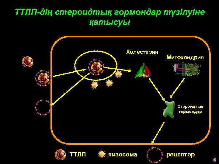 ТТЛП-дің стероидтық гормондар түзілуіне қатысуы Холестерин Митохондрия Стероидтық гормондар ТТЛП лизосома рецептор 6 