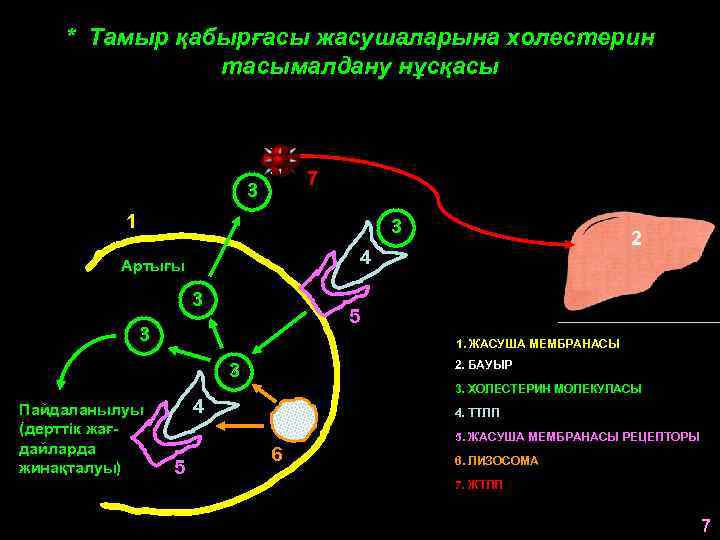 * Тамыр қабырғасы жасушаларына холестерин тасымалдану нұсқасы 7 3 1 3 4 Артығы 3