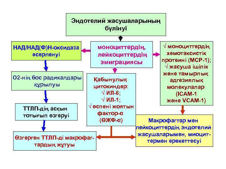 Эндотелий жасушаларының бүлінуі моноциттердің, лейкоциттердің эмиграциясы НАД/НАД(Ф)Н-оксидаза әсерленуі О 2 -нің бос радикалдары құрылуы