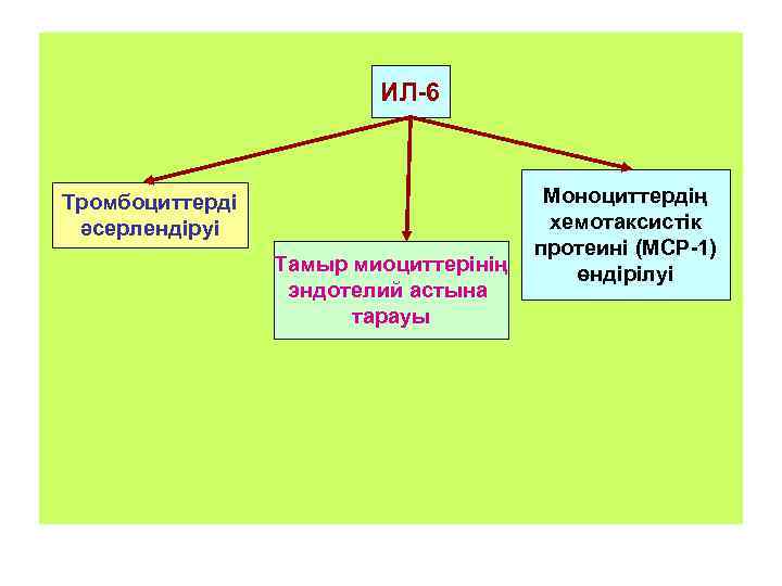 ИЛ-6 Тромбоциттерді әсерлендіруі Тамыр миоциттерінің эндотелий астына тарауы Моноциттердің хемотаксистік протеині (МСР-1) өндірілуі 