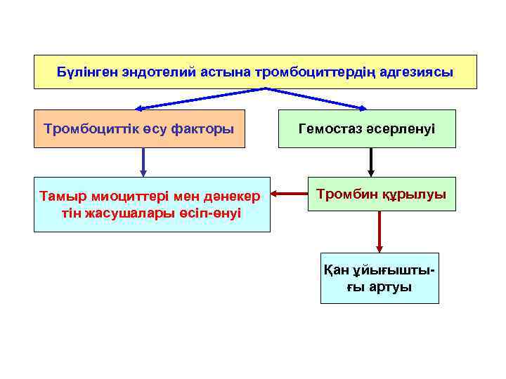 Бүлінген эндотелий астына тромбоциттердің адгезиясы Тромбоциттік өсу факторы Тамыр миоциттері мен дәнекер тін жасушалары