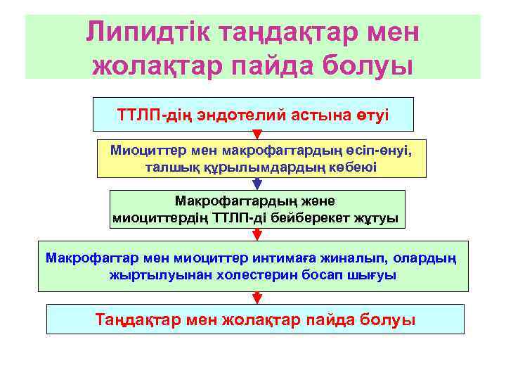 Липидтік таңдақтар мен жолақтар пайда болуы ТТЛП-дің эндотелий астына өтуі Миоциттер мен макрофагтардың өсіп-өнуі,