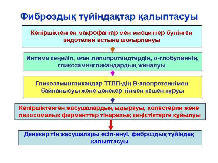 Фиброздық түйіндақтар қалыптасуы Көпіршіктенген макрофагтар мен миоциттер бүлінген эндотелий астына шоғырлануы Интима кеңейіп, оған