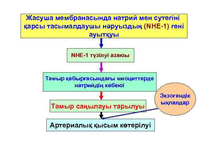 Жасуша мембранасында натрий мен сутегіні қарсы тасымалдаушы нәруыздың (NHE-1) гені ауытқуы NHE-1 түзілуі азаюы
