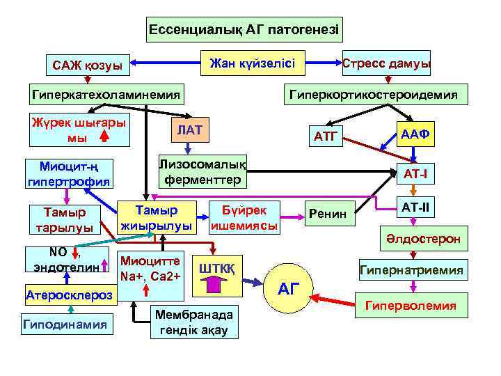 Ессенциалық АГ патогенезі Жан күйзелісі САЖ қозуы Гиперкатехоламинемия Жүрек шығары мы Миоцит-ң гипертрофия Тамыр