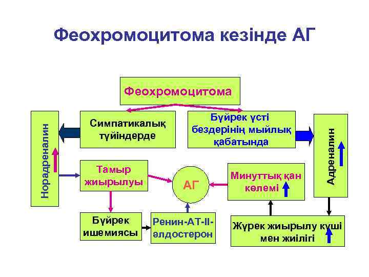 Феохромоцитома кезінде АГ Симпатикалық түйіндерде Тамыр жиырылуы Бүйрек ишемиясы Бүйрек үсті бездерінің мыйлық қабатында