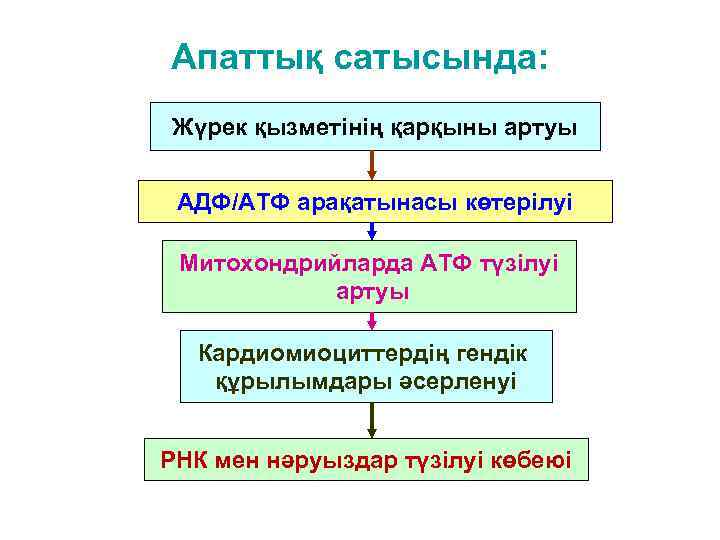 Апаттық сатысында: Жүрек қызметінің қарқыны артуы АДФ/АТФ арақатынасы көтерілуі Митохондрийларда АТФ түзілуі артуы Кардиомиоциттердің