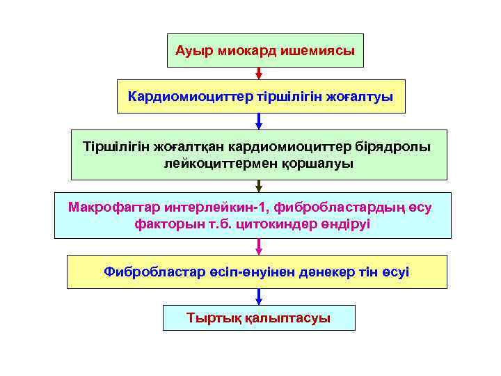 Ауыр миокард ишемиясы Кардиомиоциттер тіршілігін жоғалтуы Тіршілігін жоғалтқан кардиомиоциттер бірядролы лейкоциттермен қоршалуы Макрофагтар интерлейкин-1,