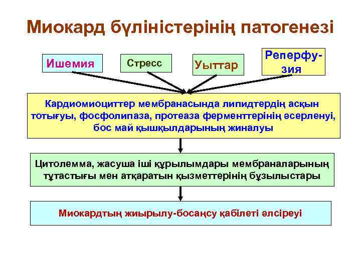 Миокард бүліністерінің патогенезі Ишемия Стресс Уыттар Реперфузия Кардиомиоциттер мембранасында липидтердің асқын тотығуы, фосфолипаза, протеаза