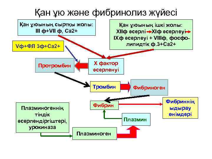 Қан ұю және фибринолиз жүйесі Қан ұюының сыртқы жолы: III ф+VII ф, Са 2+