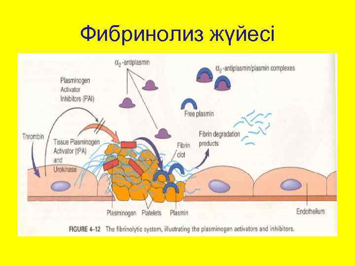 Фибринолиз жүйесі 