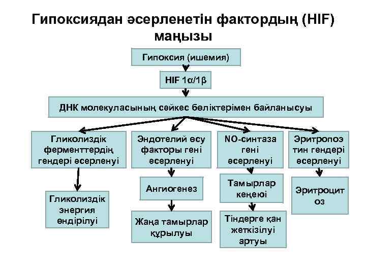 Гипоксиядан әсерленетін фактордың (HIF) маңызы Гипоксия (ишемия) HIF 1α/1β ДНК молекуласының сәйкес бөліктерімен байланысуы