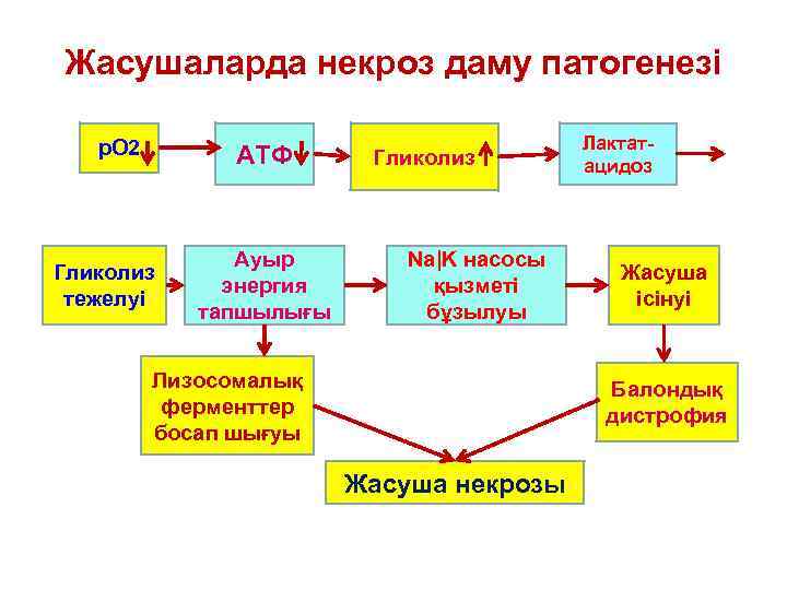 Жасушаларда некроз даму патогенезі р. О 2 АТФ Гликолиз тежелуі Ауыр энергия тапшылығы Гликолиз