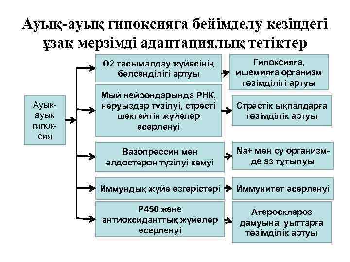 Ауық-ауық гипоксияға бейімделу кезіндегі ұзақ мерзімді адаптациялық тетіктер О 2 тасымалдау жүйесінің белсенділігі артуы